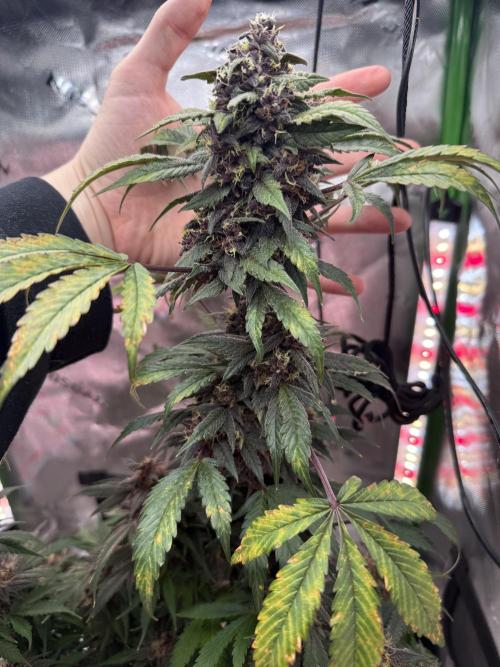 The Darksaber Auto. Week 10