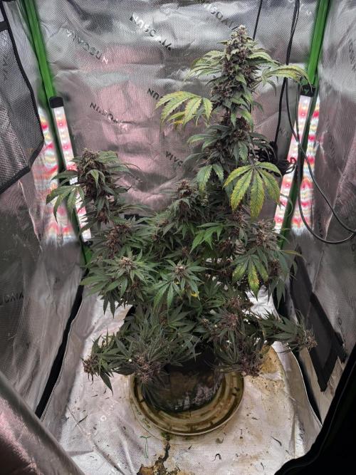 The Darksaber Auto. Week 10