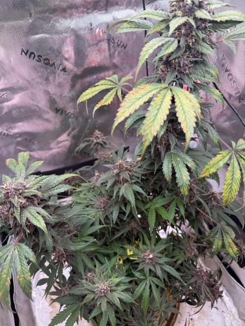 The Darksaber Auto. Week 10