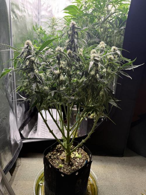 Milky Way F1. Week 7