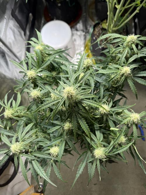 Milky Way F1. Week 7