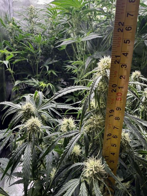 Milky Way F1. Week 7