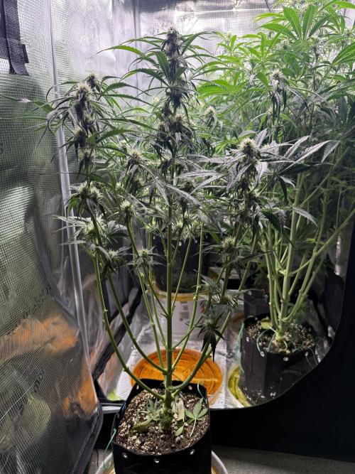Milky Way F1. Week 7