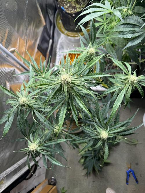 Milky Way F1. Week 7