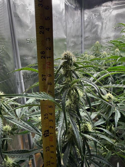 Milky Way F1. Week 7