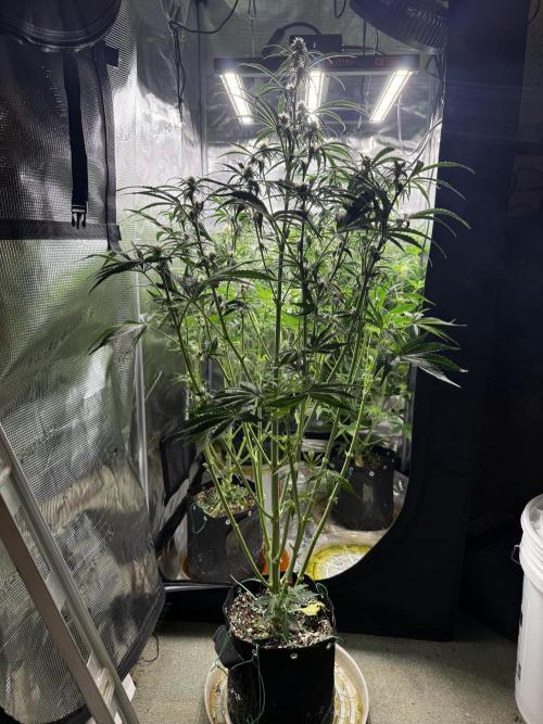 Hyperion F1. Week 7