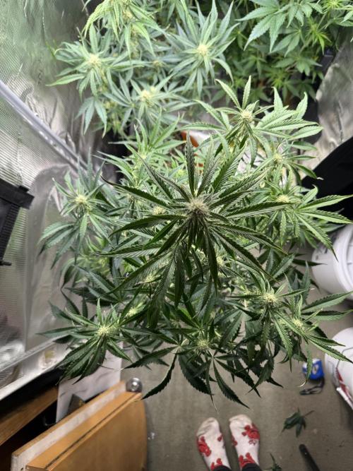 Hyperion F1. Week 7