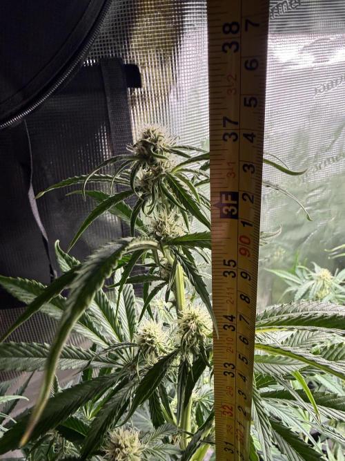 Hyperion F1. Week 7