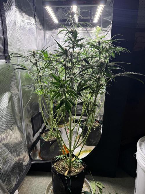 Hyperion F1. Week 7