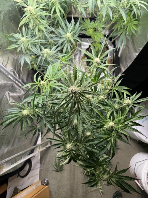 Hyperion F1. Week 7