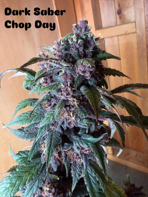 The Darksaber Auto. Week 11