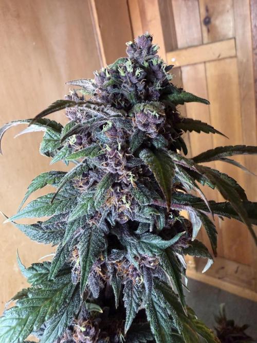 The Darksaber Auto. Week 11