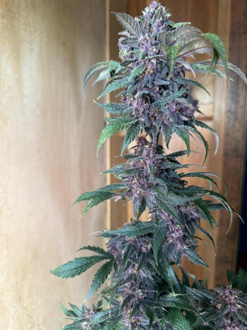 The Darksaber Auto. Week 11