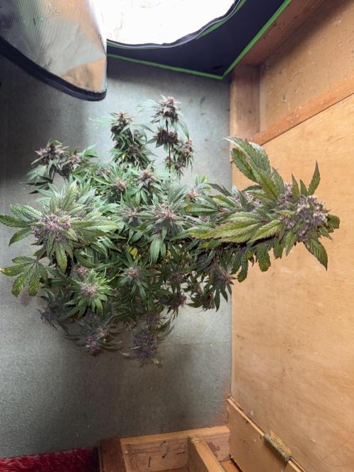 The Darksaber Auto. Week 11