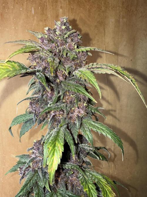 The Darksaber Auto. Week 11