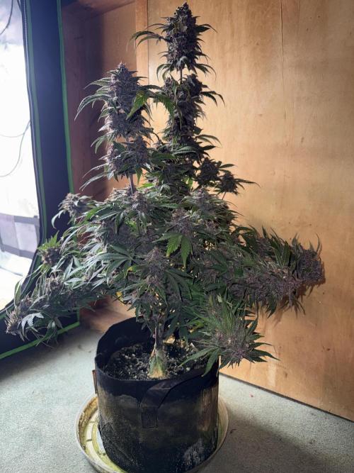 The Darksaber Auto. Week 11