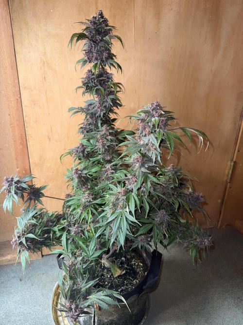 The Darksaber Auto. Week 11