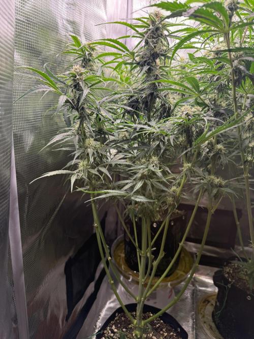 Milky Way F1. Week 8