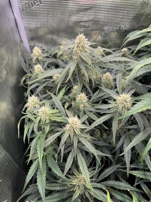 Milky Way F1. Week 8