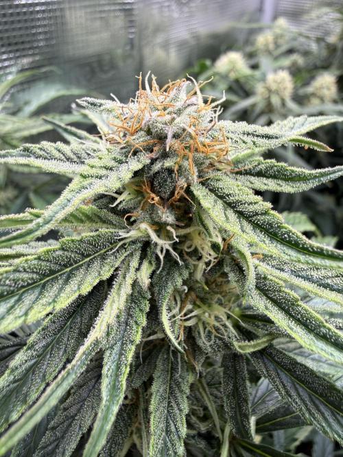 Milky Way F1. Week 8