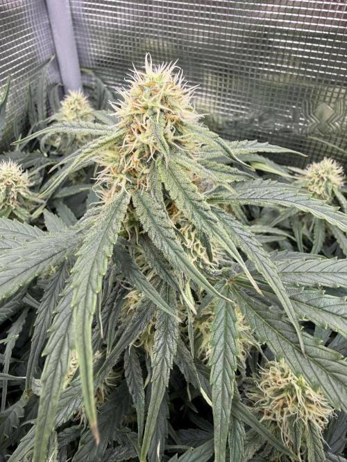 Milky Way F1. Week 8