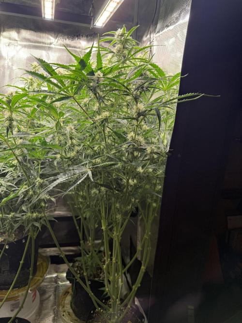 Hyperion F1. Week 8