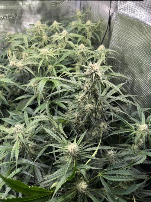 Hyperion F1. Week 8
