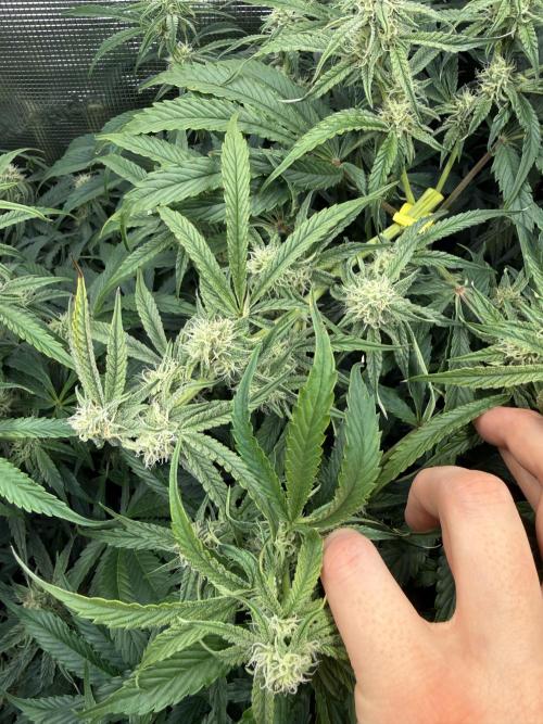 Hyperion F1. Week 8