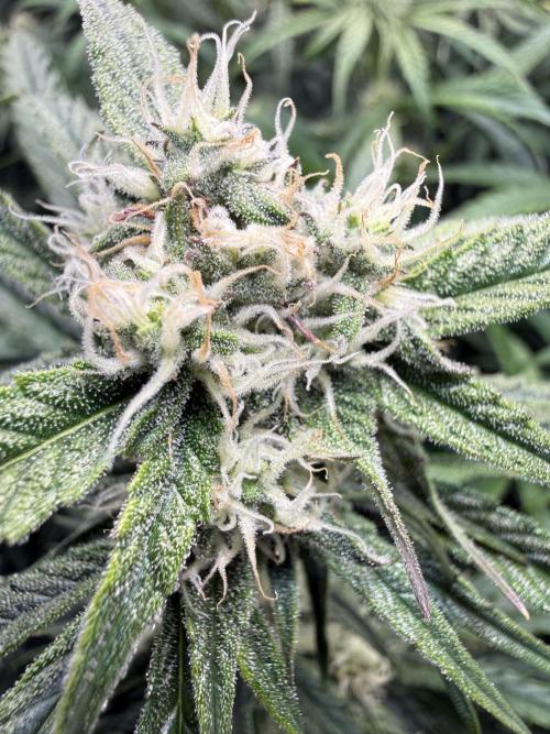 Hyperion F1. Week 8