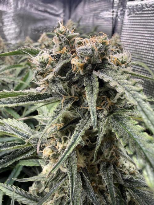 Hyperion F1. Week 9