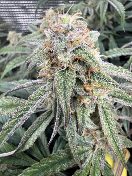 Hyperion F1. Week 9
