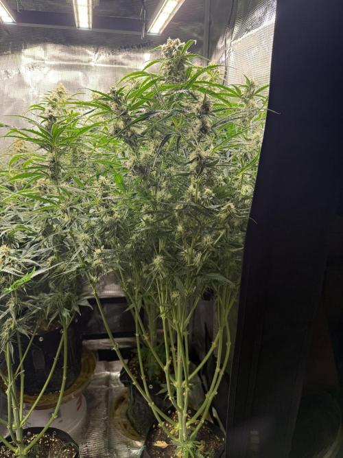Hyperion F1. Week 9