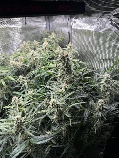 Hyperion F1. Week 9