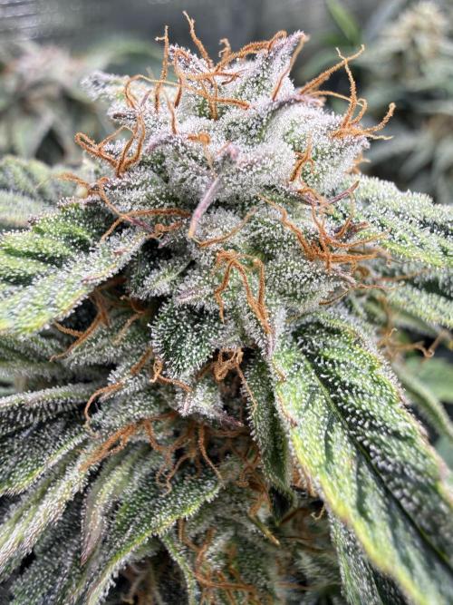 Milky Way F1. Week 9