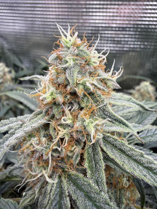 Milky Way F1. Week 9