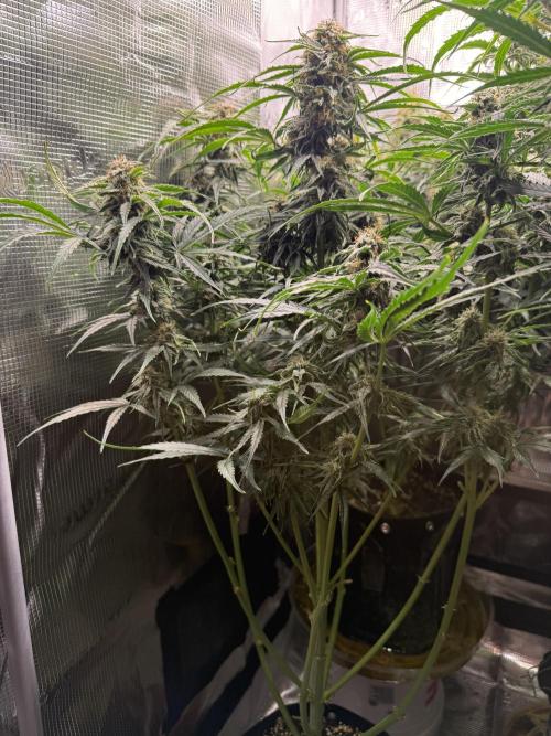 Milky Way F1. Week 9