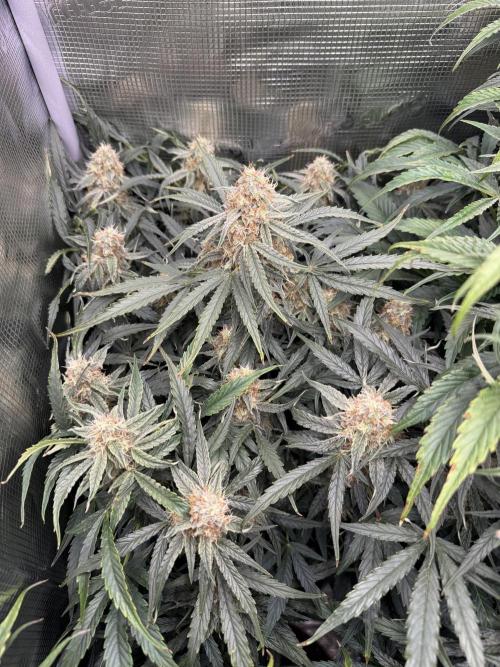 Milky Way F1. Week 9