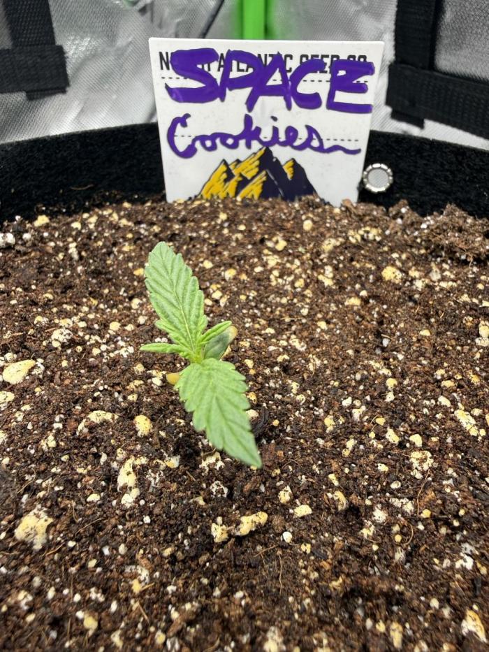 Space Cookies Auto. Week 0 - Started off a little bit slow, but has shown steady daily progression.