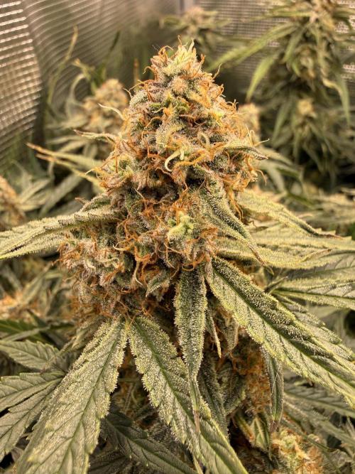 Milky Way F1. Week 10