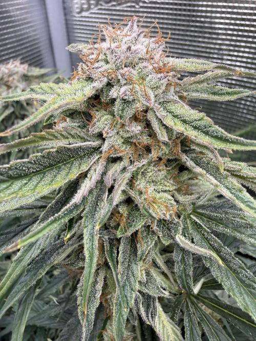 Milky Way F1. Week 10