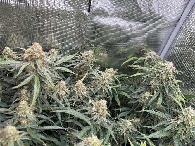 Milky Way F1. Week 10