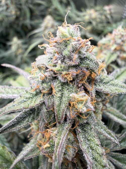 Hyperion F1. Week 10