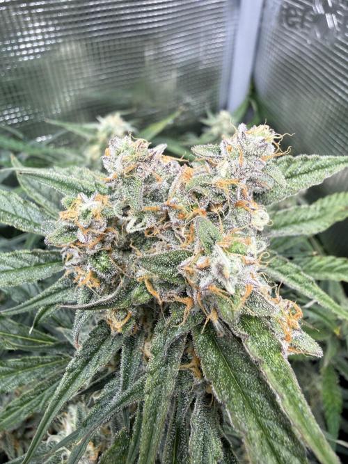 Hyperion F1. Week 10