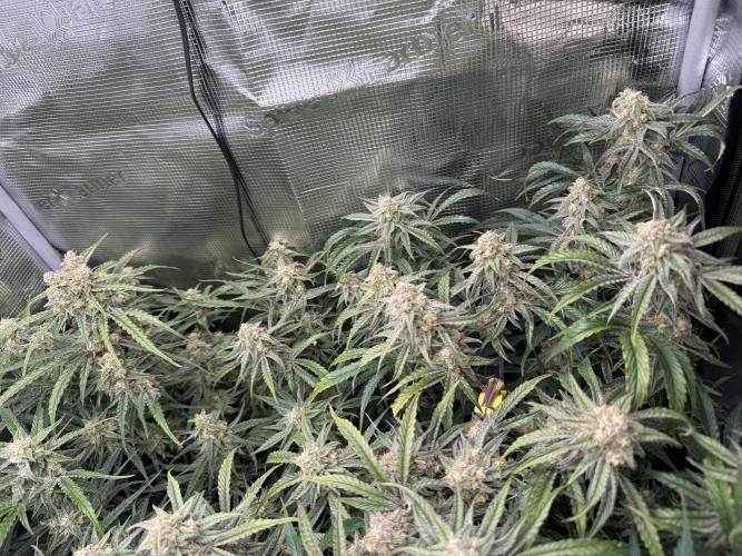 Hyperion F1. Week 10