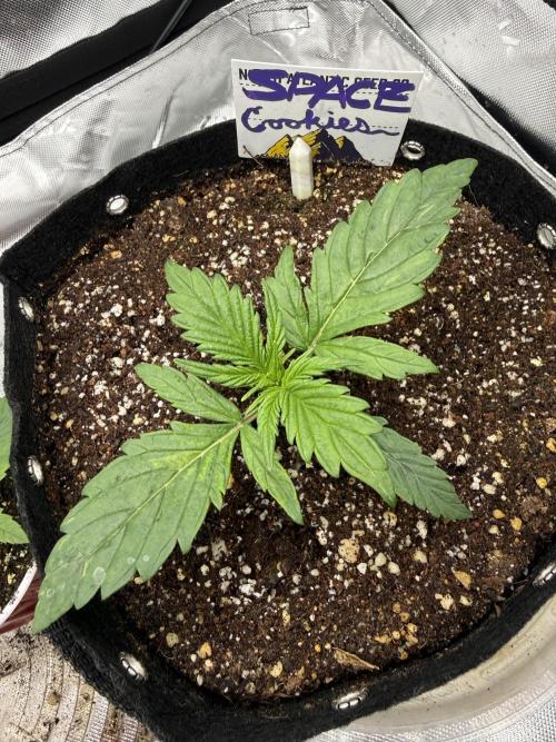 Space Cookies Auto. Week 2