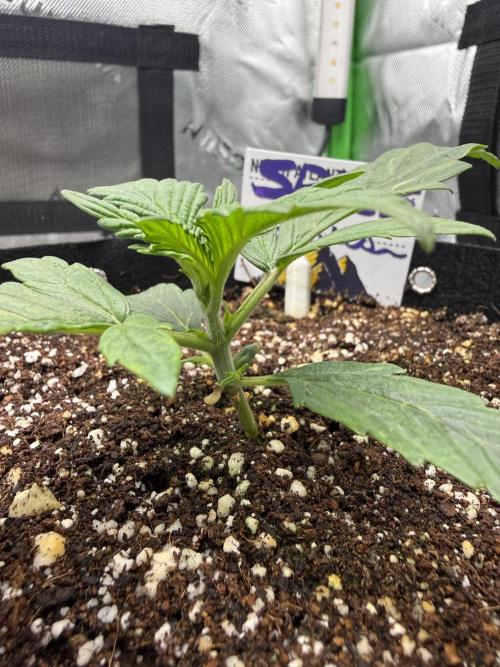 Space Cookies Auto. Week 2