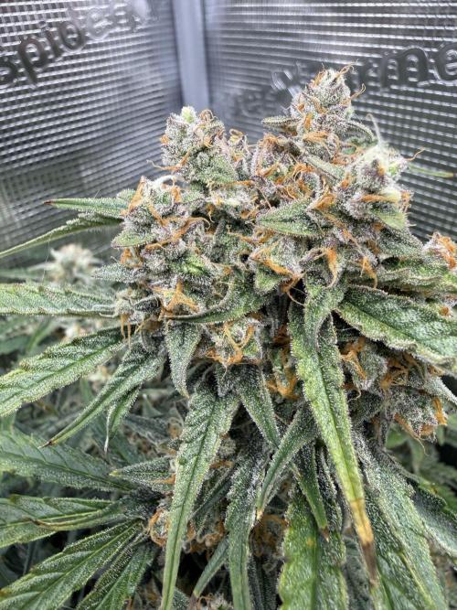 Hyperion F1. Week 11