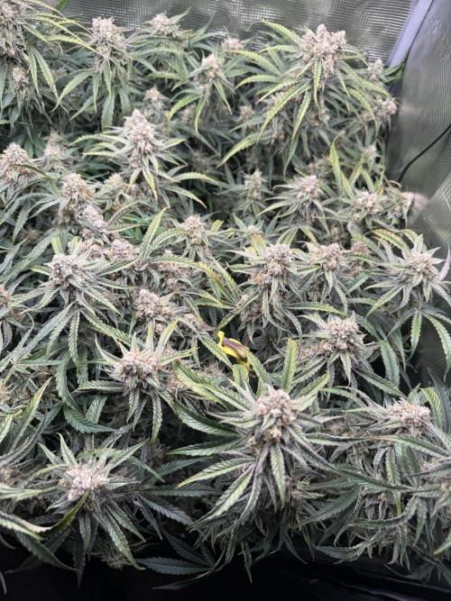 Hyperion F1. Week 11