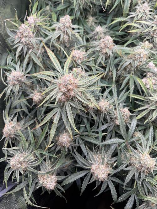 Milky Way F1. Week 11