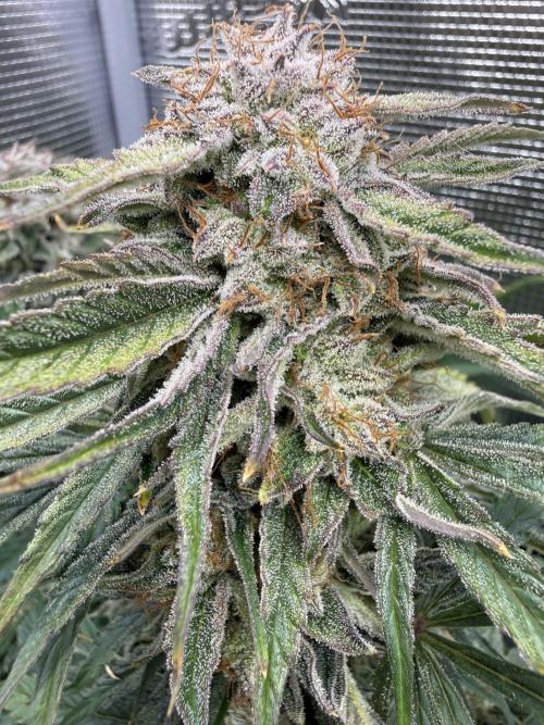Milky Way F1. Week 11